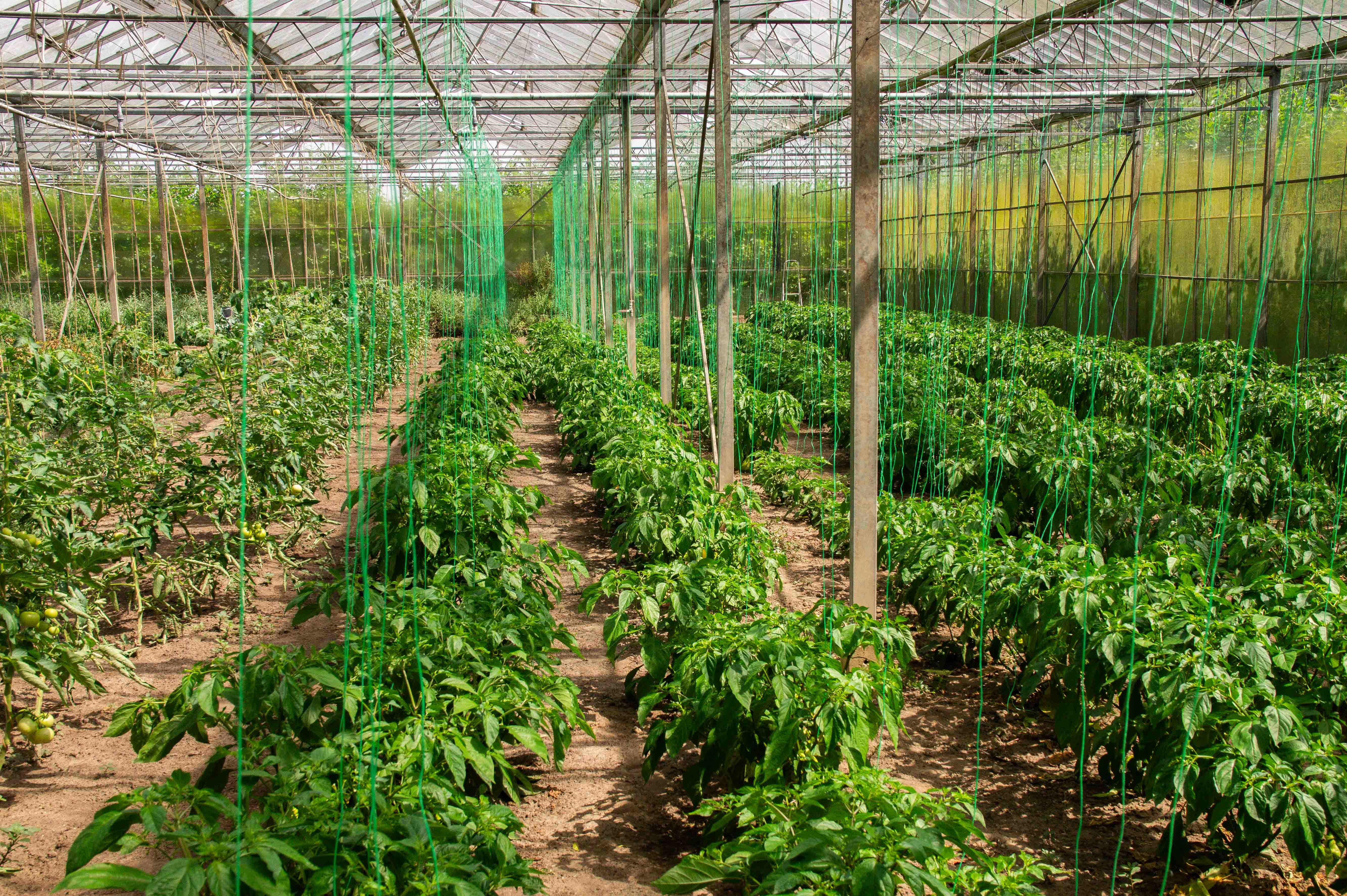 Our pepper plants at Zorgboerderij Beversoord.