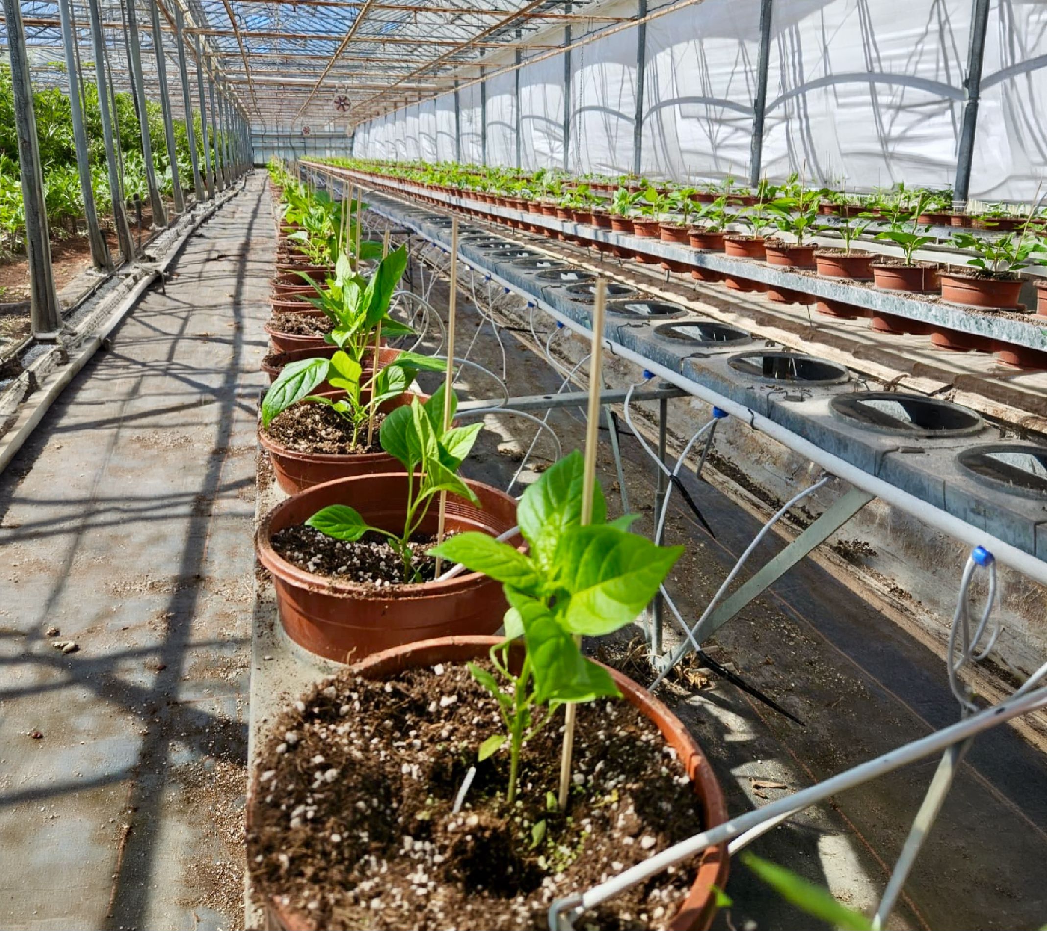 Rows of young plants in pots inside a well-lit greenhouse, supported by metal frames and an irrigation system above.